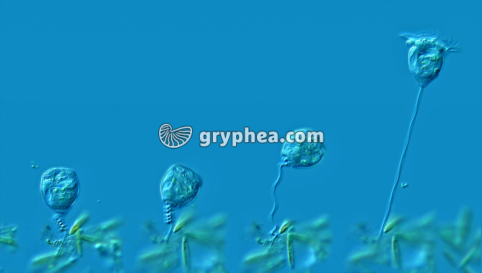 Etapes successives de l'extension d'une Vorticelle x 160 - gryphea.org